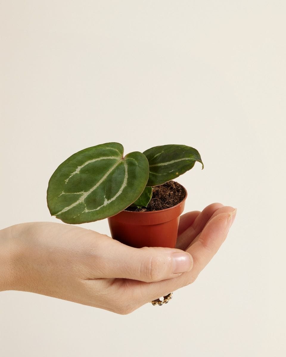 Baby Anthurium Flamingo flowers Red Crystallinum