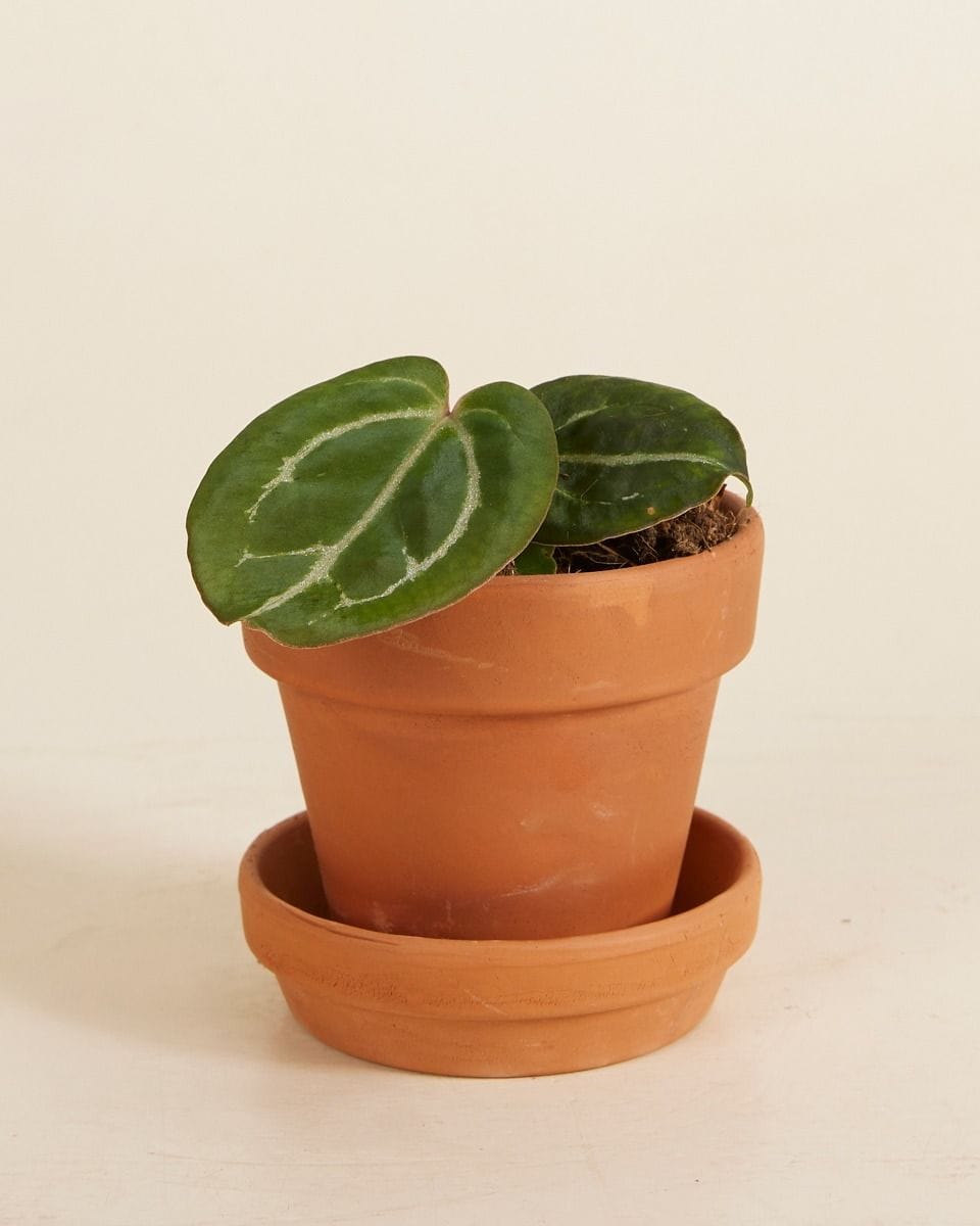 Baby Anthurium Flamingo flowers Red Crystallinum
