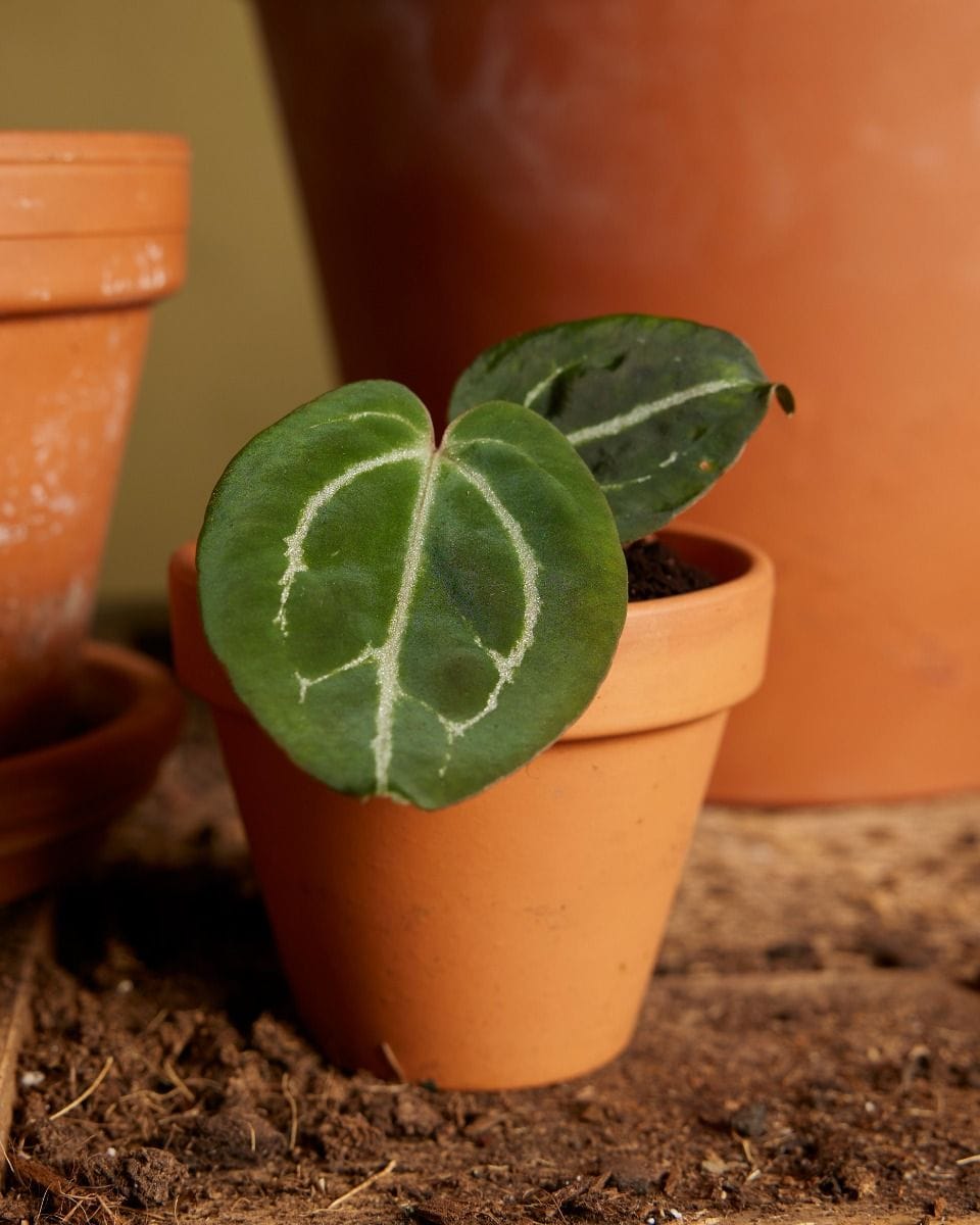 Baby Anthurium Flamingo flowers Red Crystallinum