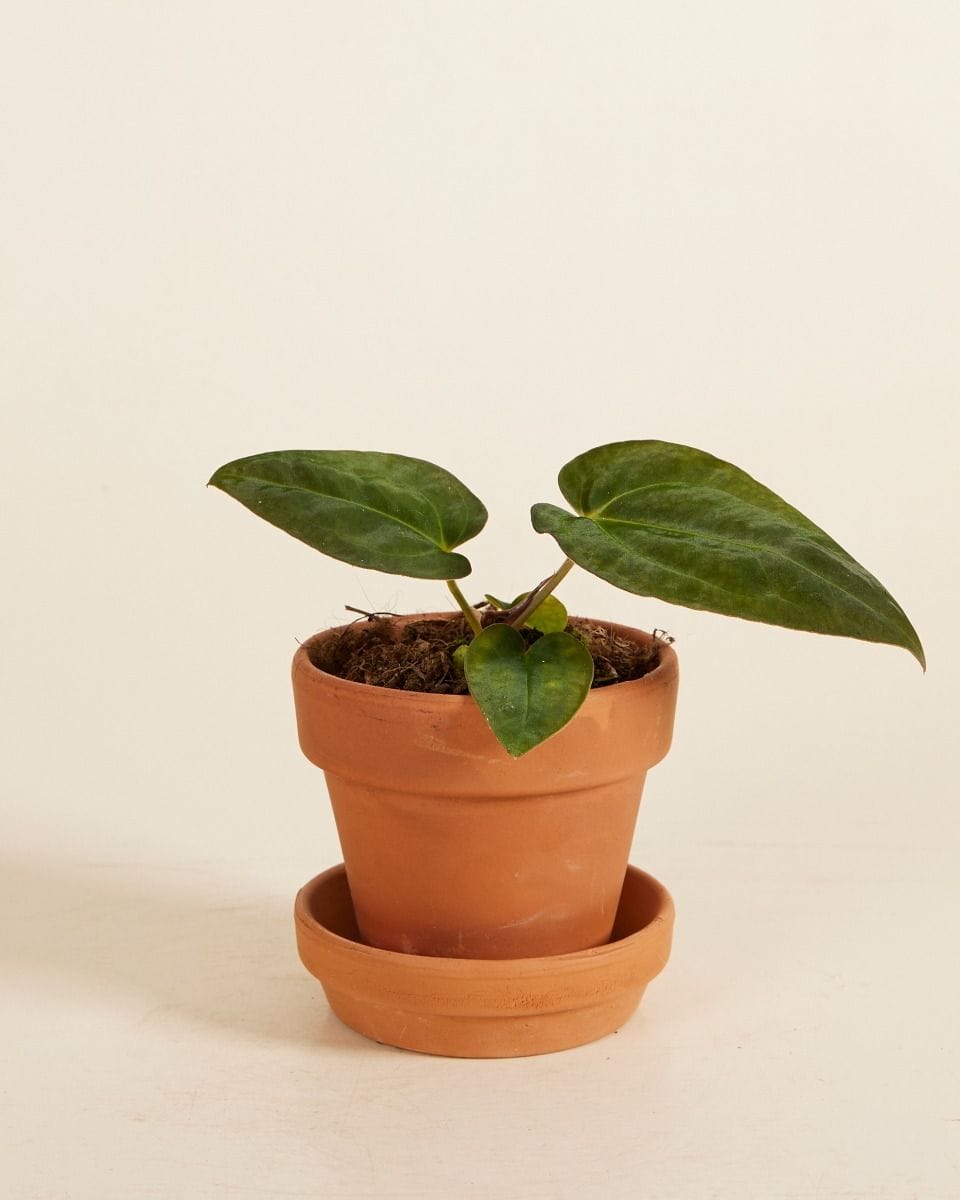 Baby Anthurium Papillilaminum x Dark Phoenix