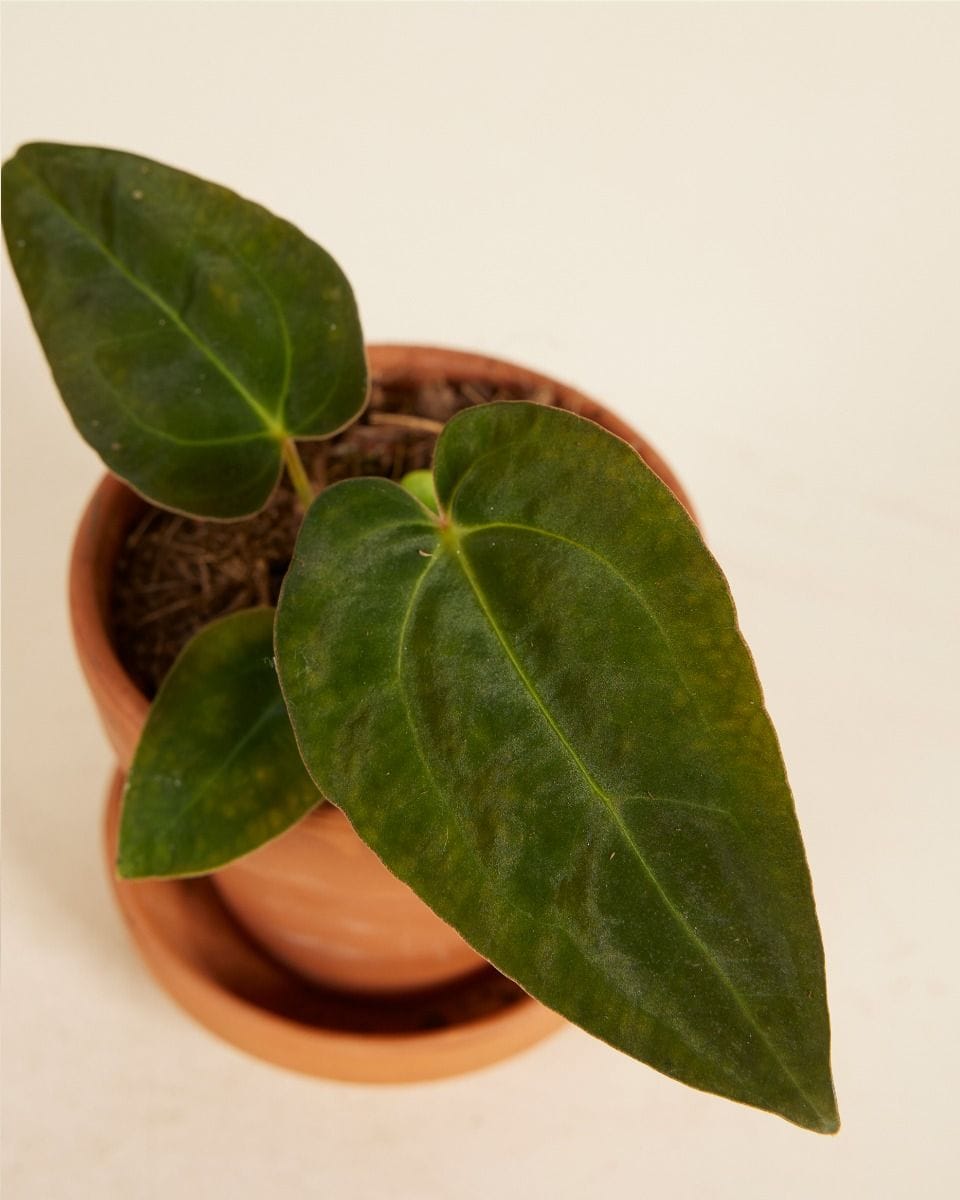Baby Anthurium Papillilaminum x Dark Phoenix
