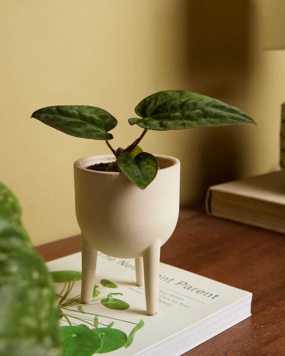 Baby Anthurium Papillilaminum x Dark Phoenix