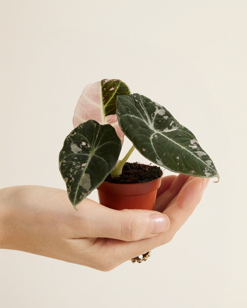 Bebé Alocasia Elephant Ear Black Velvet Pink Albo Variegated (B-grade)