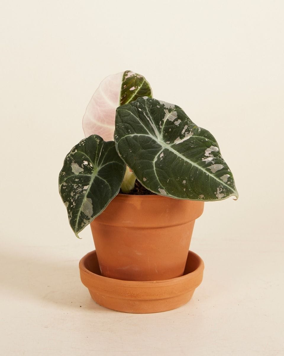 Bebé Alocasia Elephant Ear Black Velvet Pink Albo Variegated (B-grade)