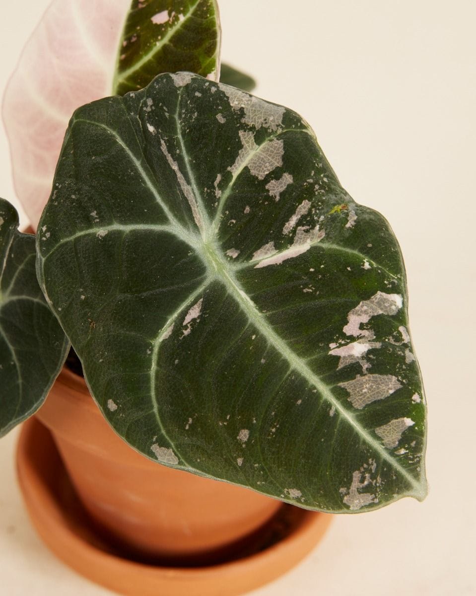 Bebé Alocasia Elephant Ear Black Velvet Pink Albo Variegated (B-grade)