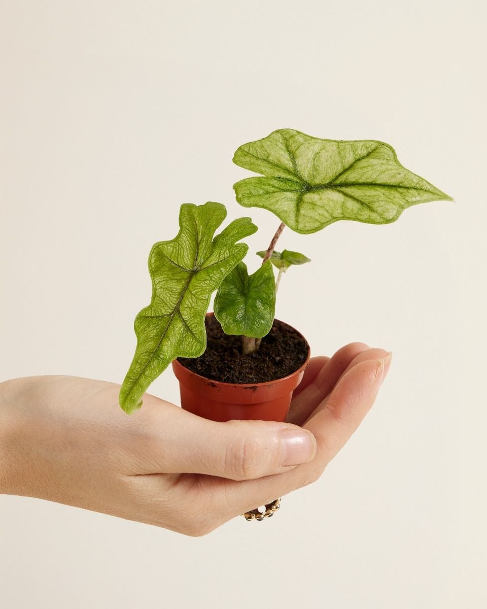 Baby Alocasia Jacklyn Ghost Mint