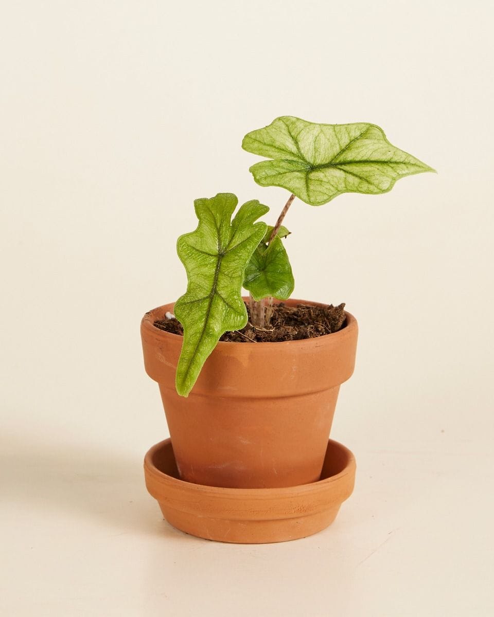 Baby Alocasia Jacklyn Ghost Mint