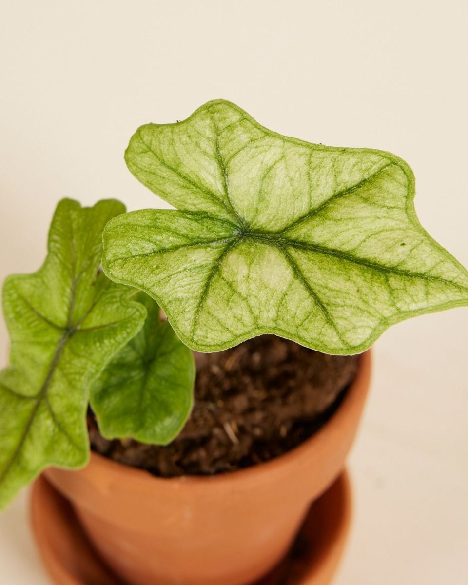 Baby Alocasia Jacklyn Ghost Mint