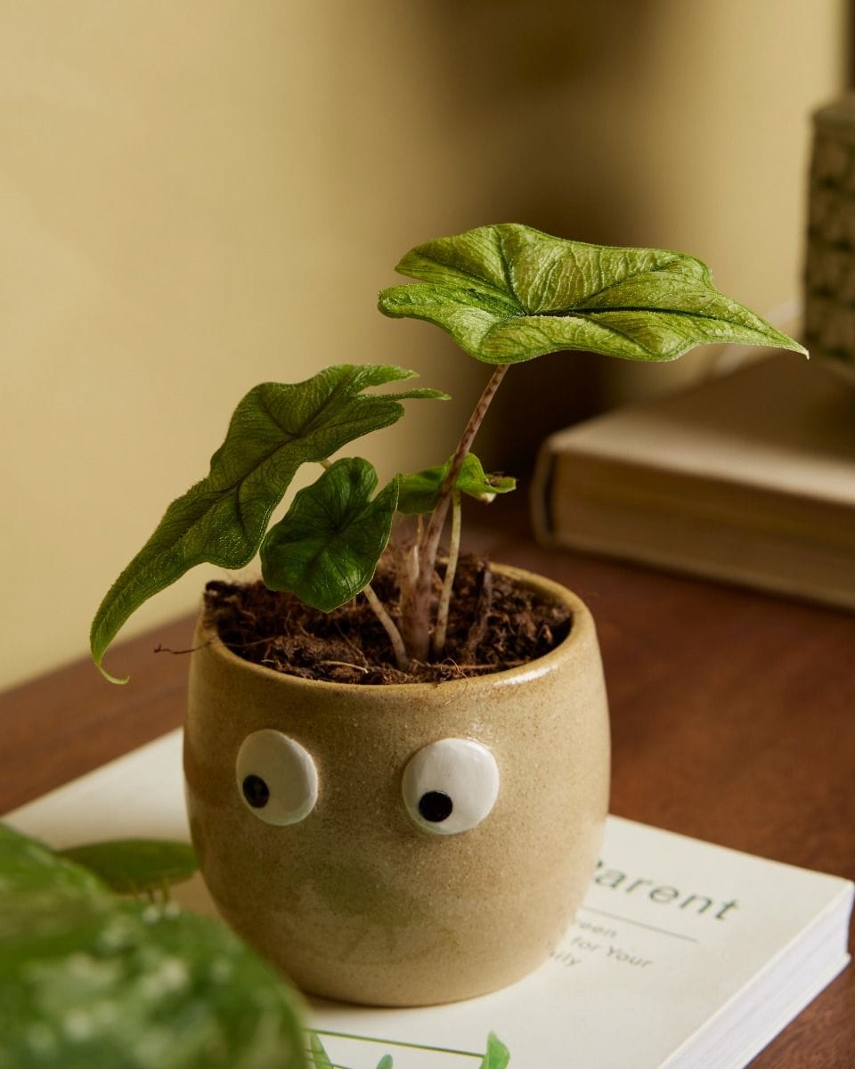 Baby Alocasia Jacklyn Ghost Mint