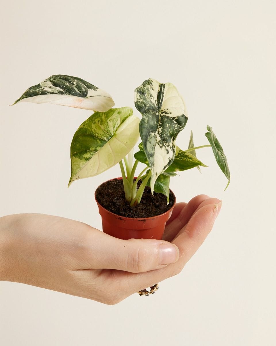 Bébé Alocasia Dragon Scale Albo Variegated