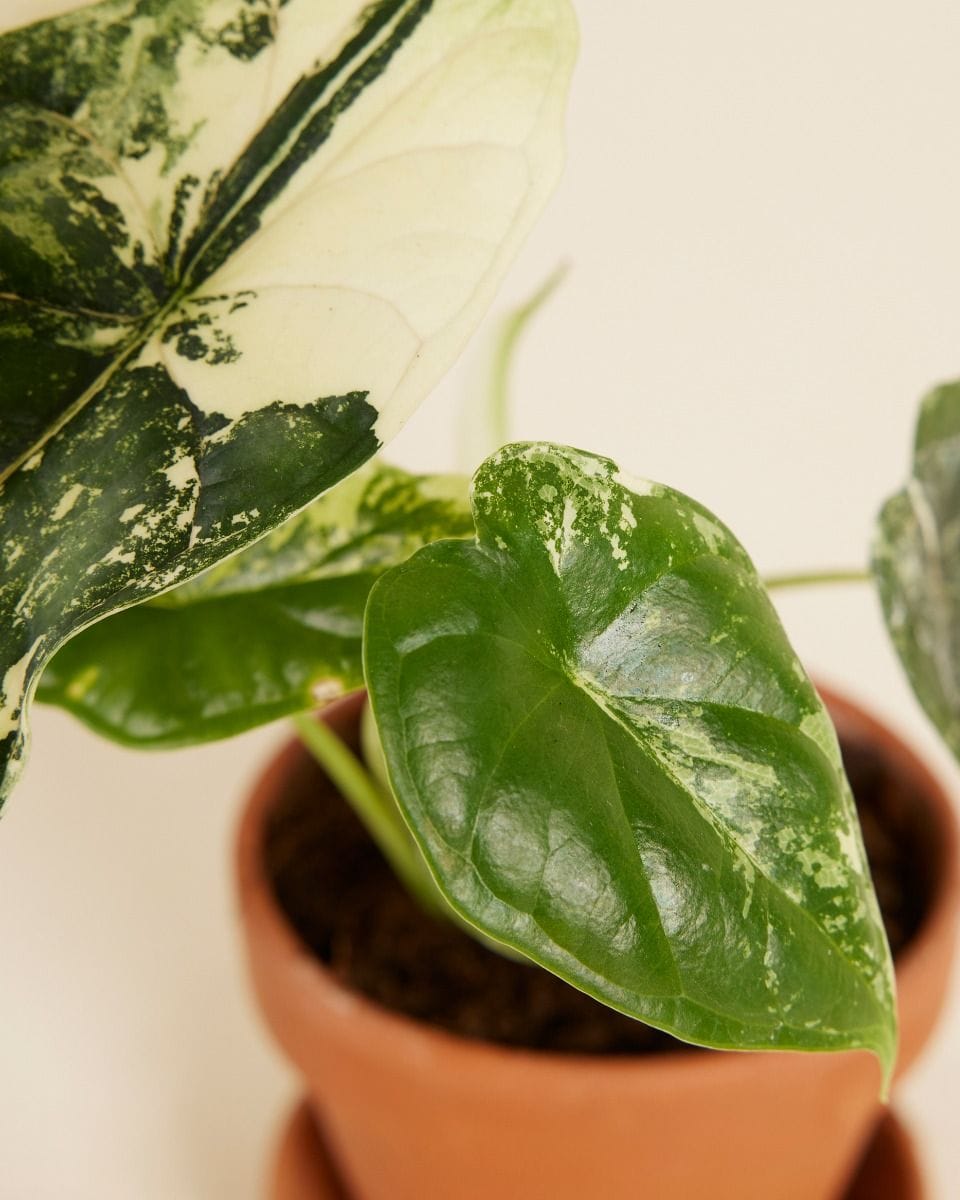 Baby Alocasia Dragon Scale Albo Variegated