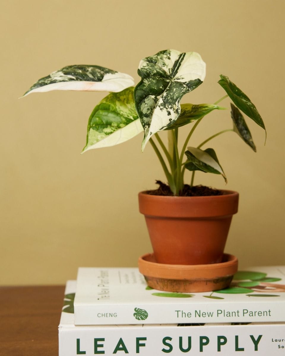 Baby Alocasia Dragon Scale Albo Variegated