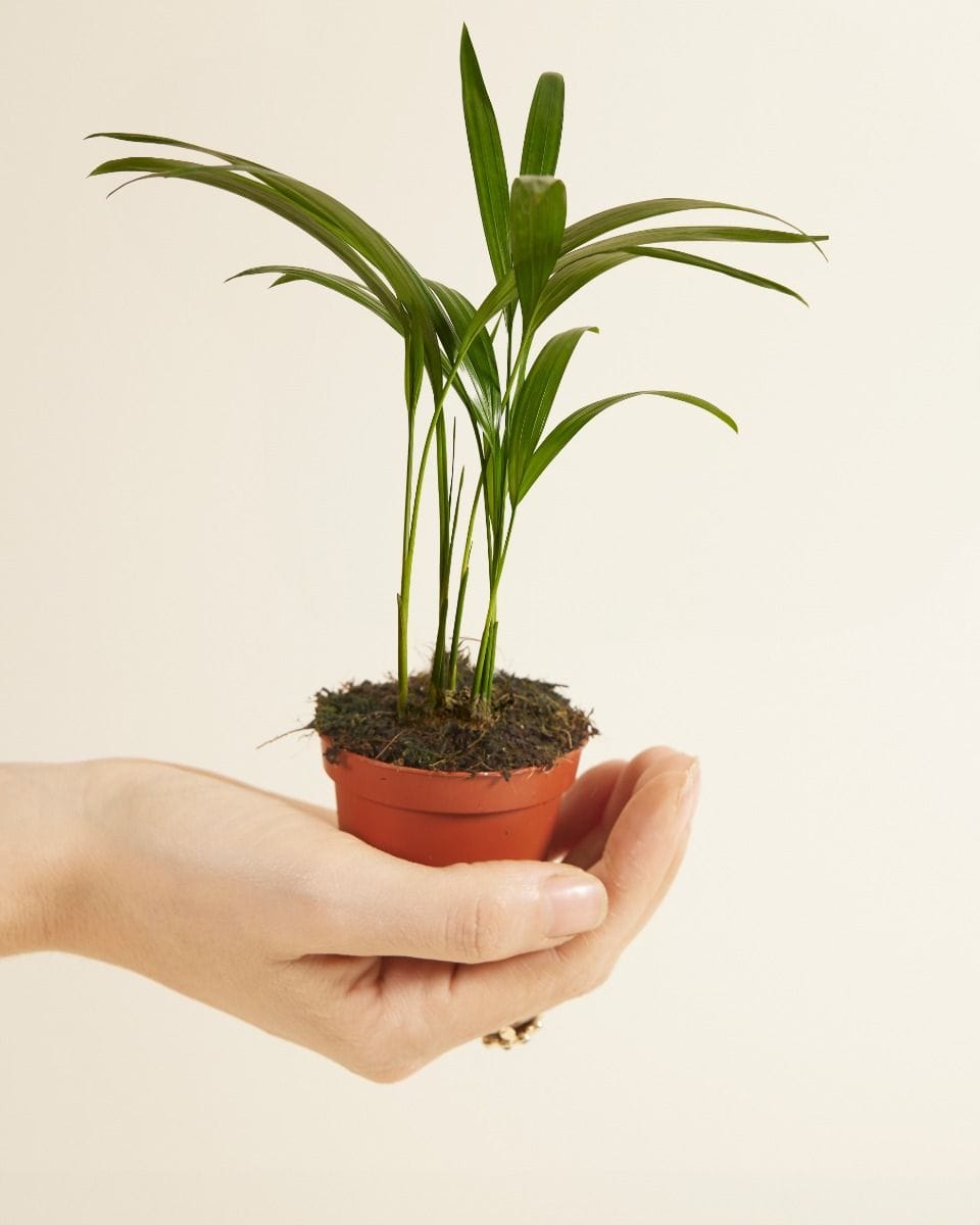 Baby Dypsis Butterfly Palm Lutescens
