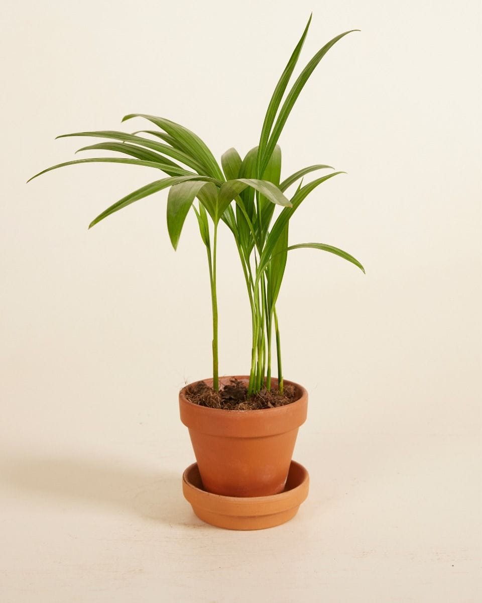 Baby Dypsis Butterfly Palm Lutescens