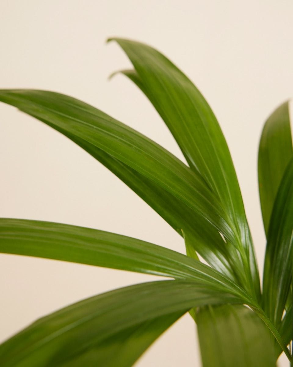 Baby Dypsis Butterfly Palm Lutescens