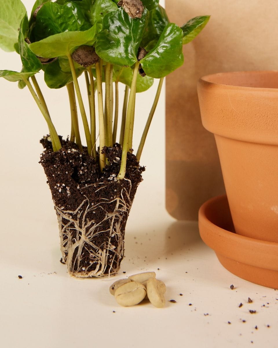 Bebé Coffea Coffee plant Arabica seeds
