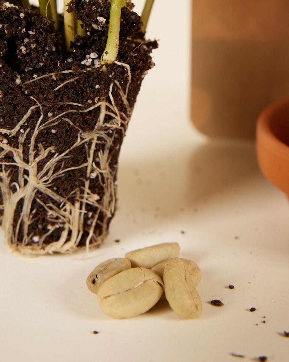 Bebé Coffea Coffee plant Arabica seeds
