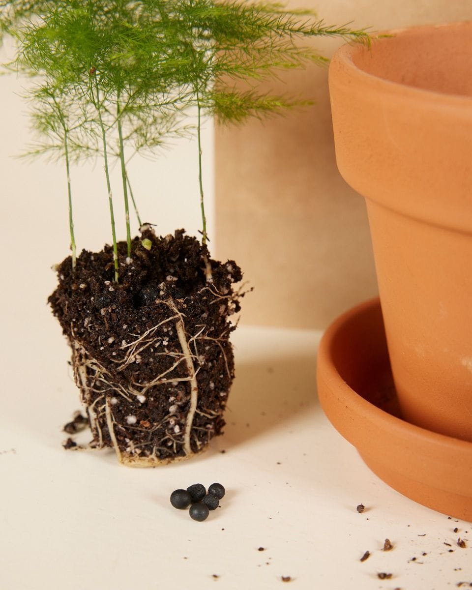 Bebé Asparagus Sparrow Grass Fern seeds