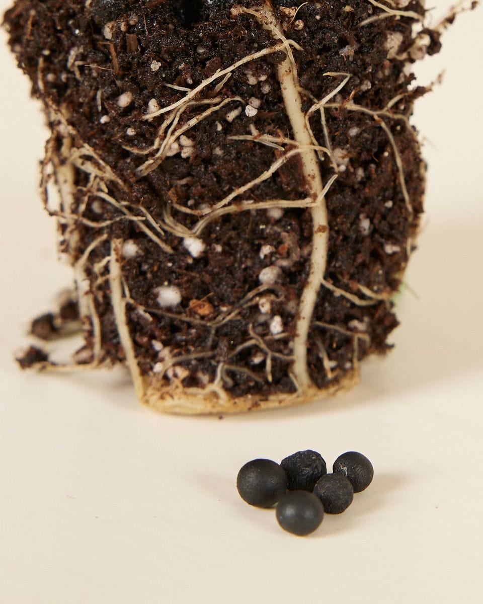 Bebé Asparagus Sparrow Grass Fern seeds
