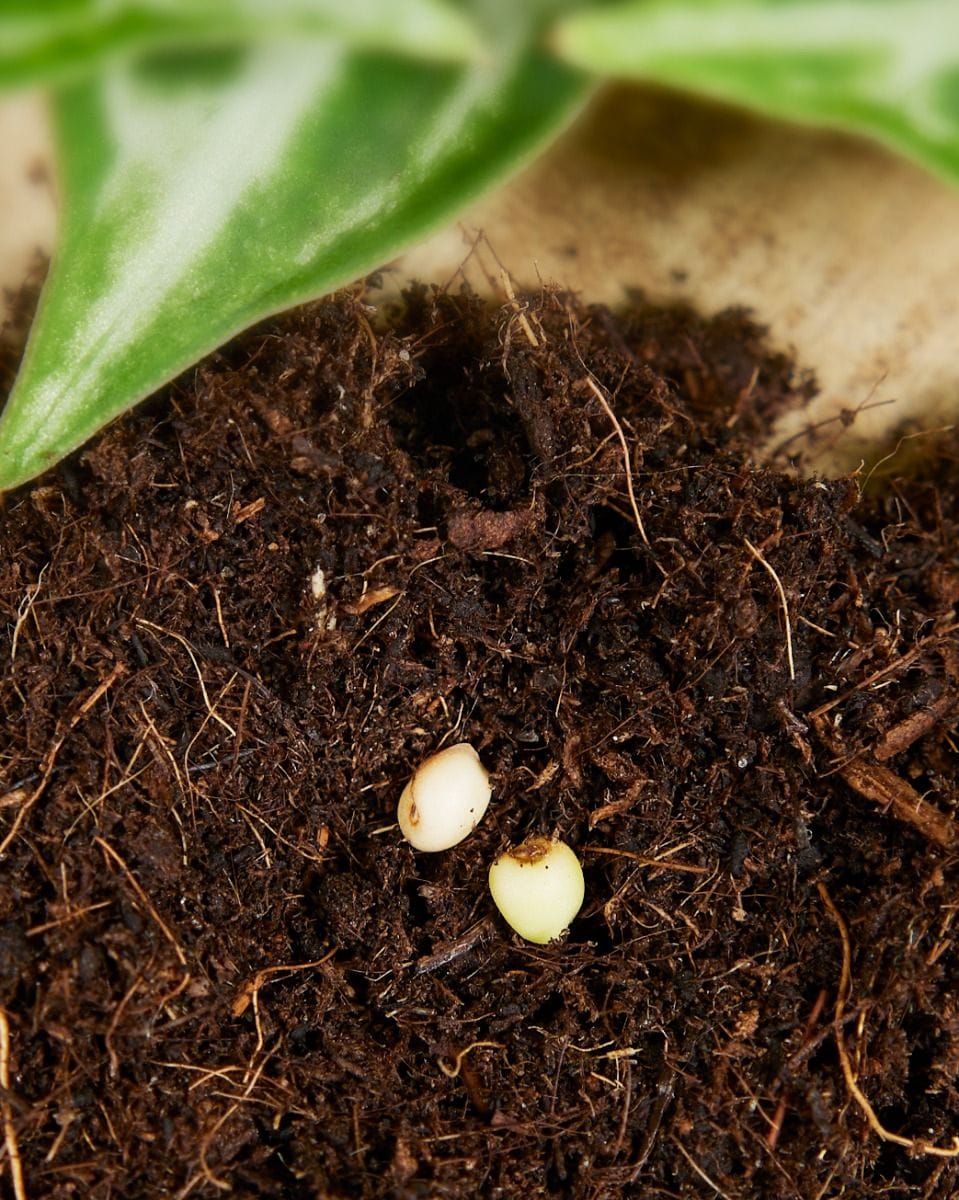 Asparagus Fern seeds 