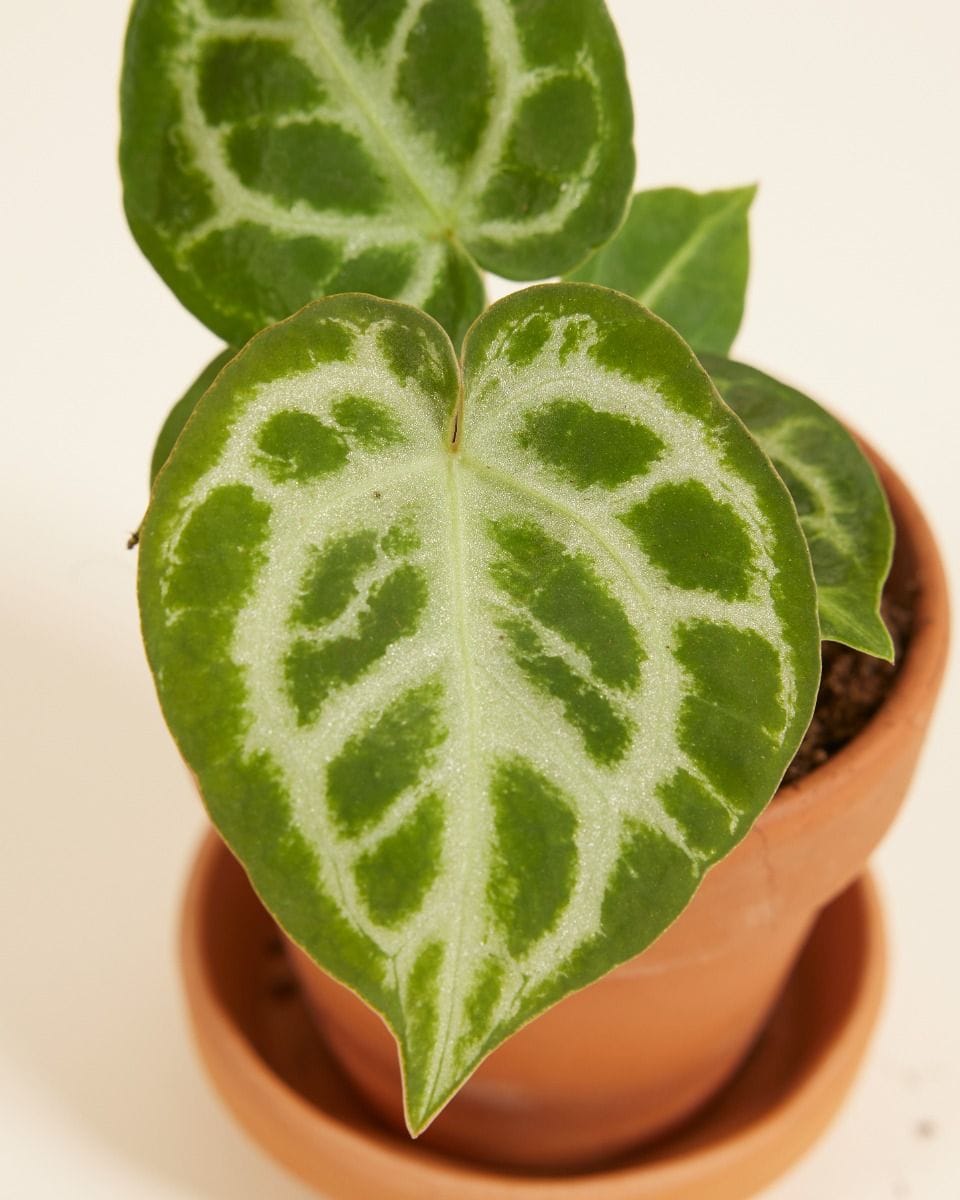 Bebé Anthurium Flamingo flowers Silver Blush Seeds