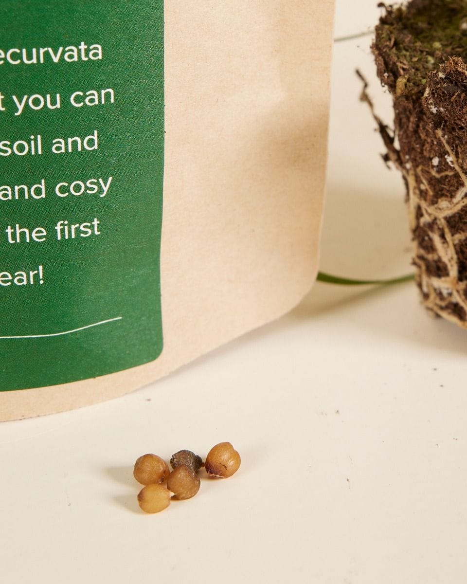 Baby Beaucarnea Elefantenfuß Recurvata samen