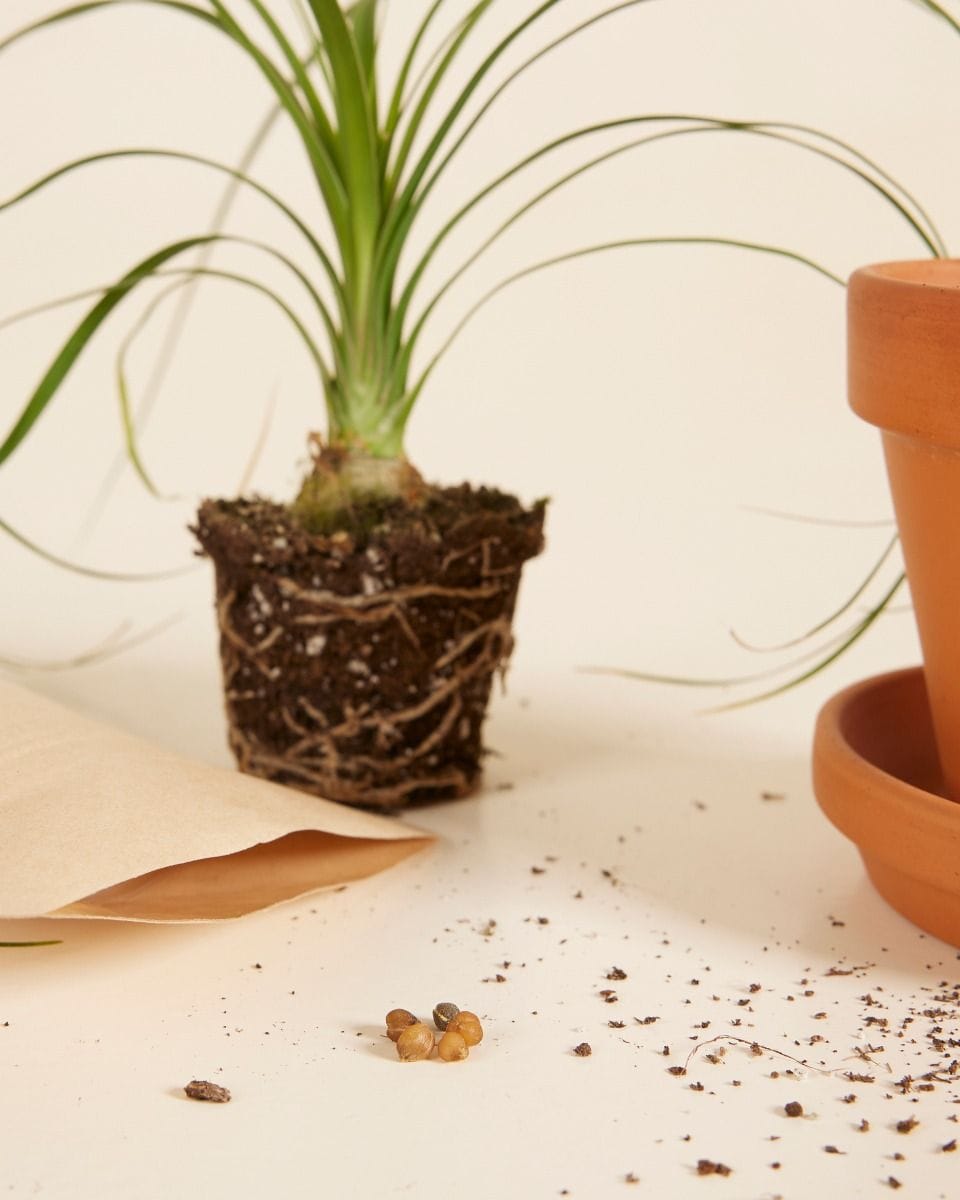 Baby Beaucarnea Elefantenfuß Recurvata samen