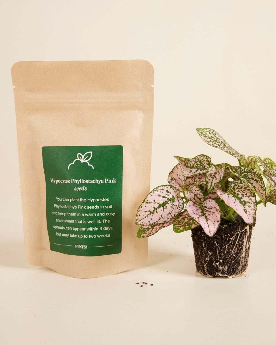 Bebé Hypoestes Phyllostachya Pink seeds