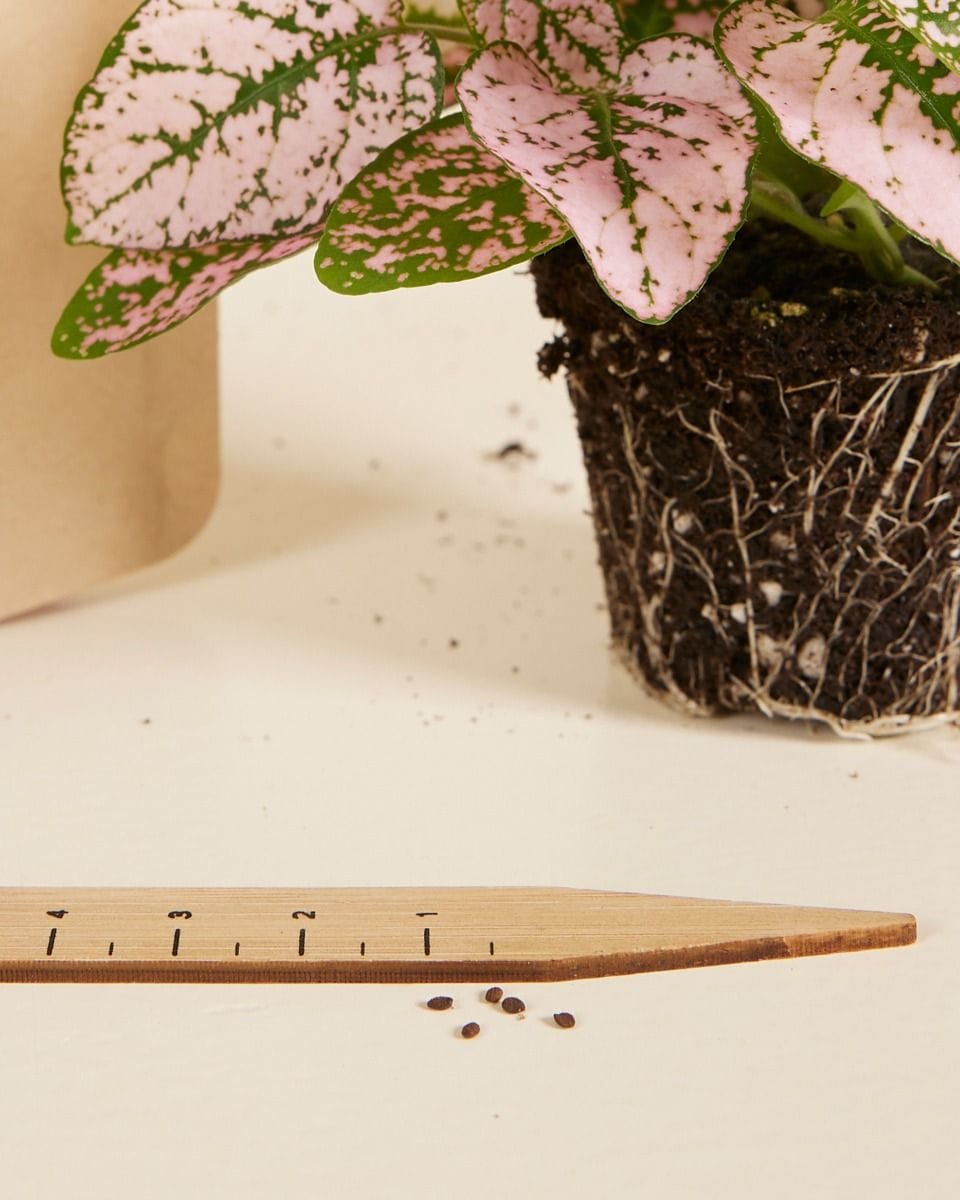 Bebé Hypoestes Phyllostachya Pink seeds