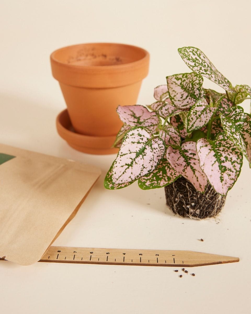Bebé Hypoestes Phyllostachya Pink seeds