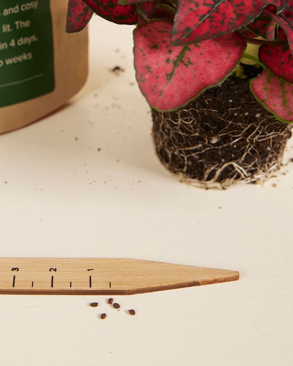 Bebé Hypoestes Phyllostachya Red seeds
