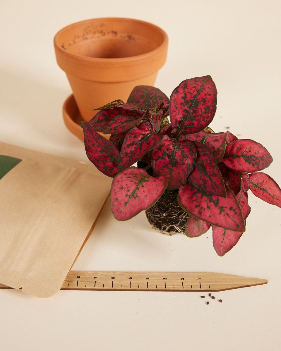 Bebé Hypoestes Phyllostachya Red seeds