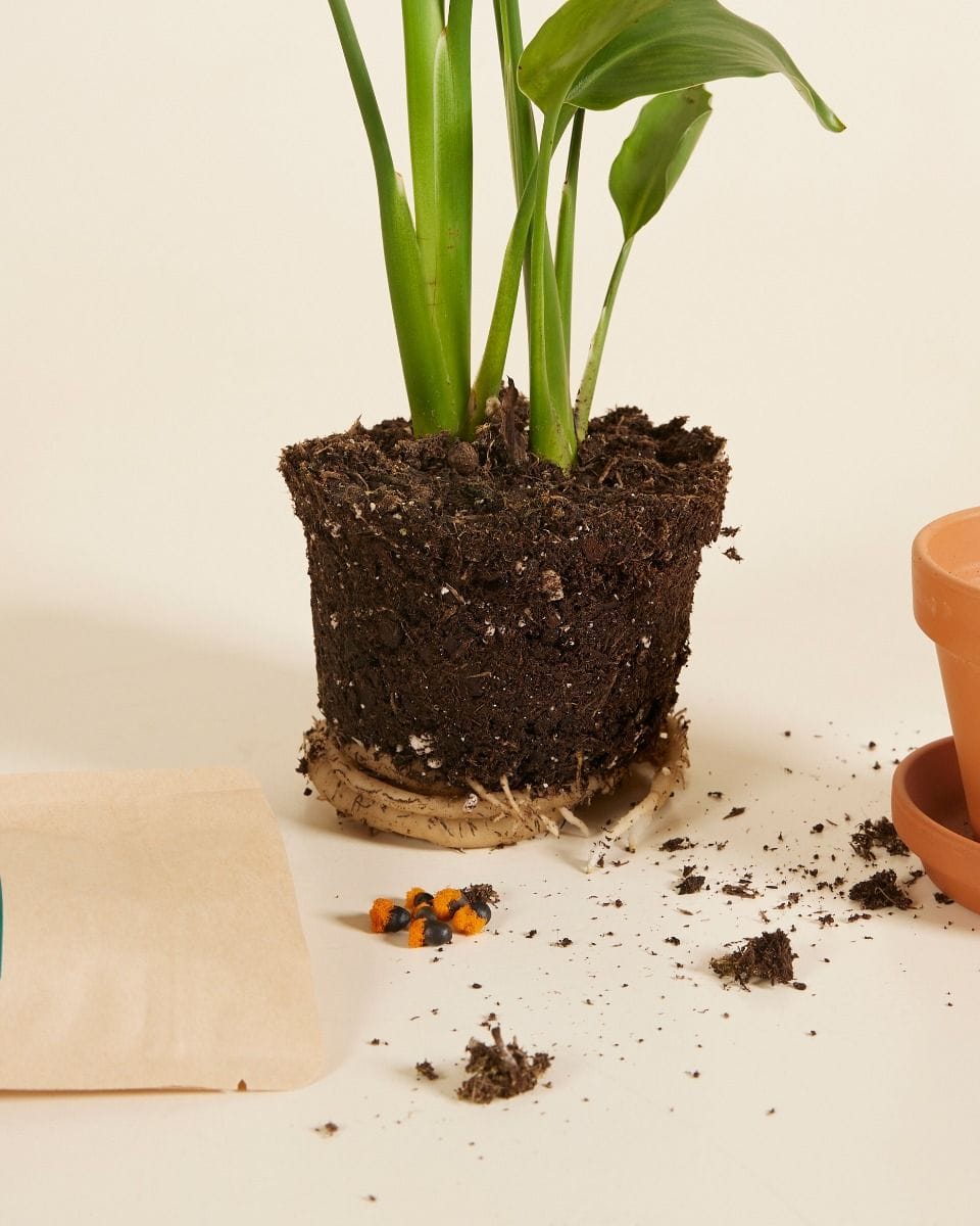 Baby Strelitzia Reginae Bird of paradise Bird of Paradise Seeds