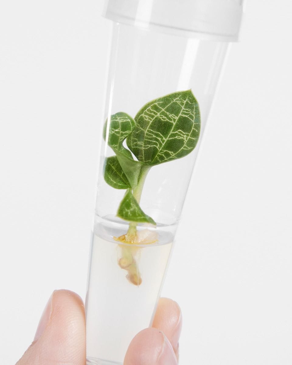 Baby Macodes Petola Tissue Culture Jewel Orchid (TC)