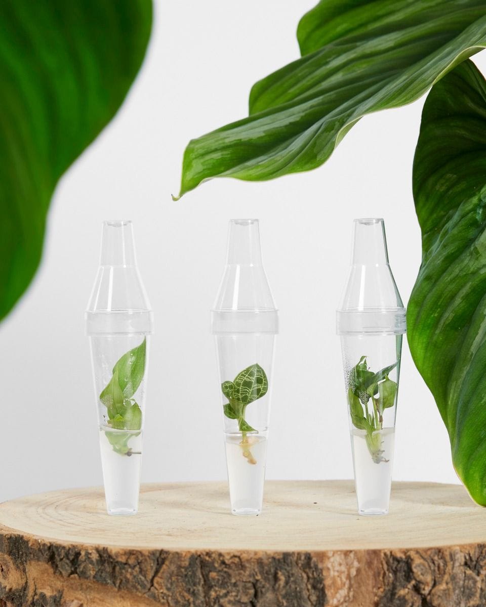 Baby Macodes Petola Tissue Culture Jewel Orchid (TC)