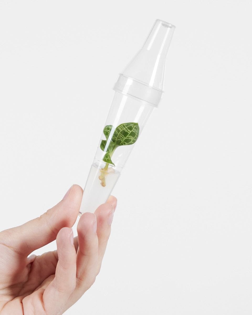 Baby Macodes Petola Tissue Culture Jewel Orchid (TC)