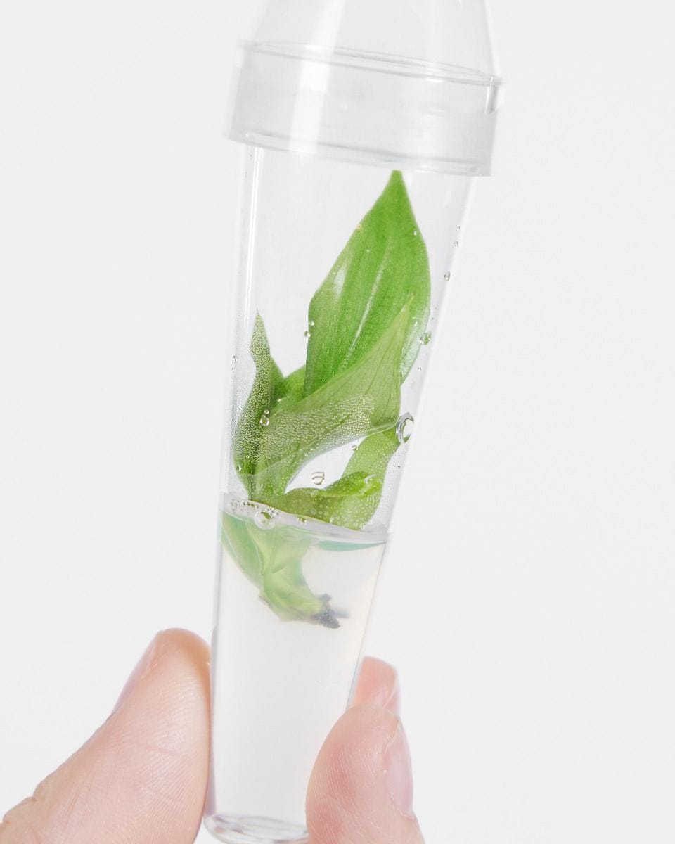 Baby Philodendron Tissue Culture McDowell (TC)