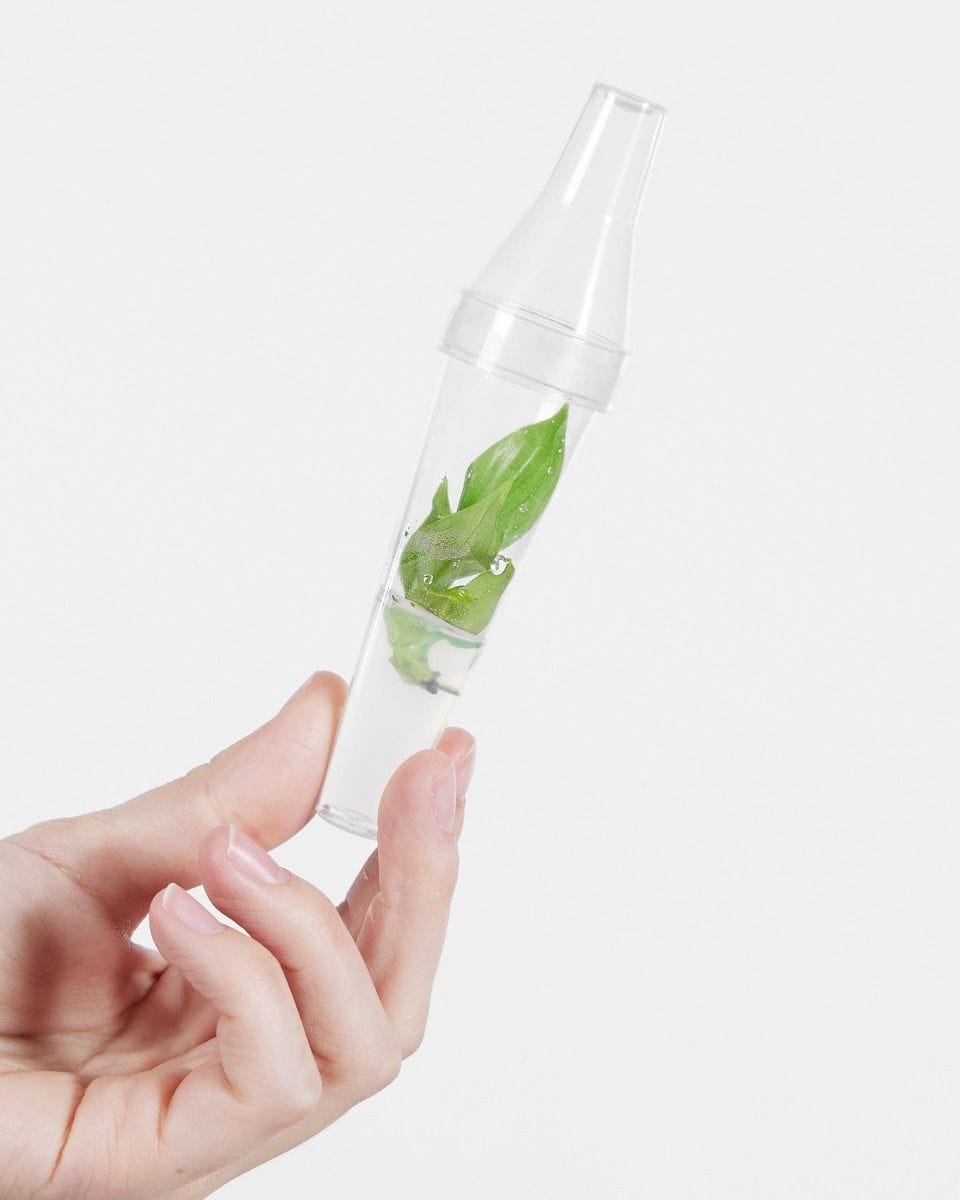 Baby Philodendron Tissue Culture McDowell (TC)