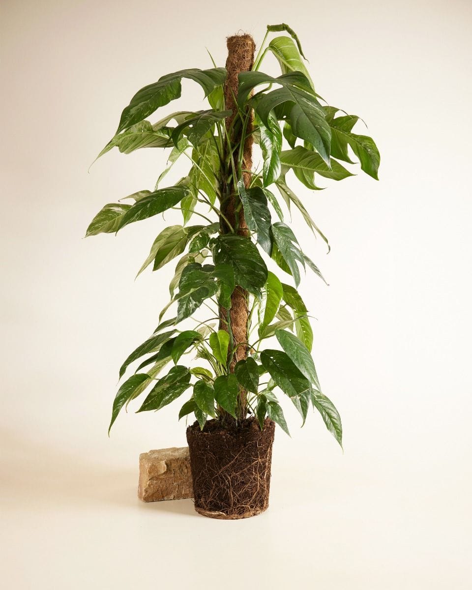 Epipremnum Scindapsus Pinnatum Variegata