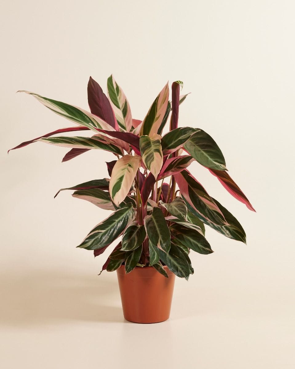 Calathea Prayer plant Triostar