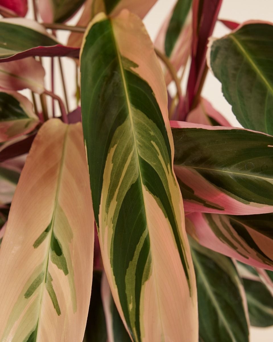 Calathea Prayer plant Triostar