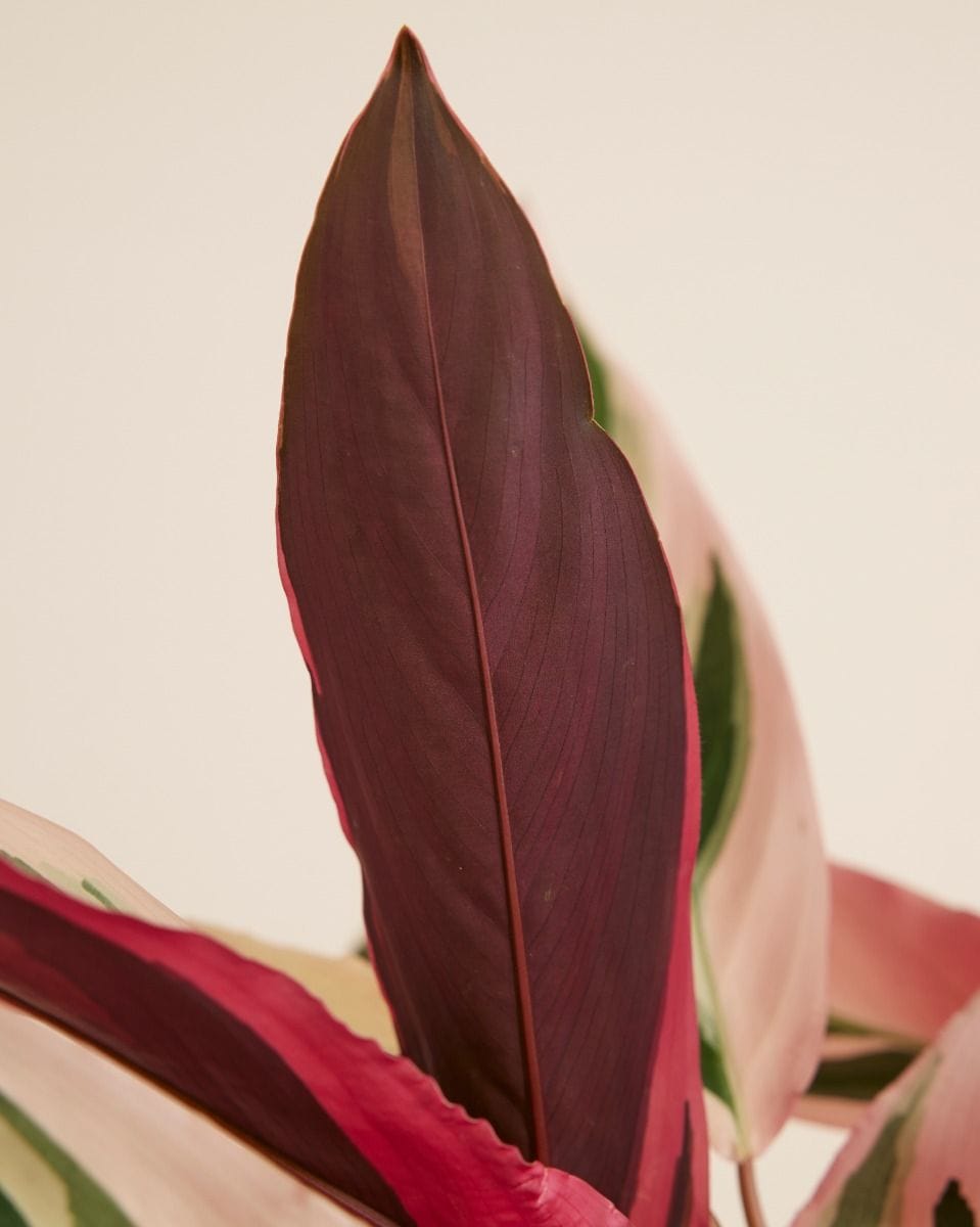 Calathea Prayer plant Triostar