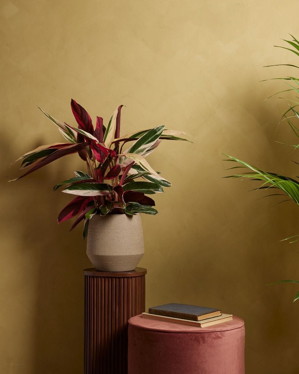 Calathea Prayer plant Triostar