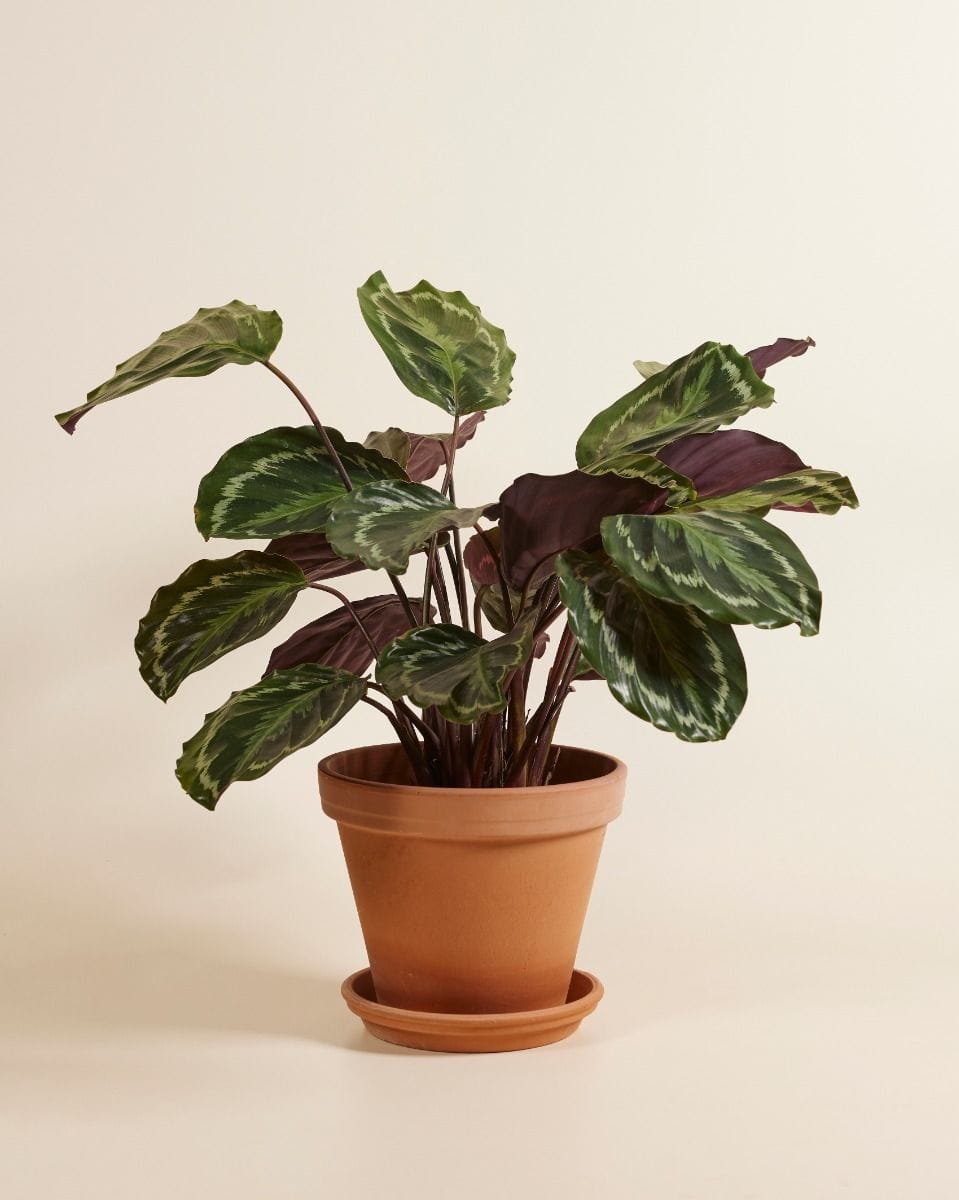 Calathea Prayer plant Medallion