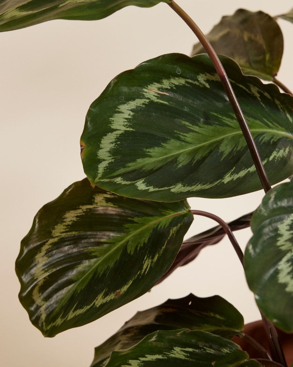 Calathea Prayer plant Medallion