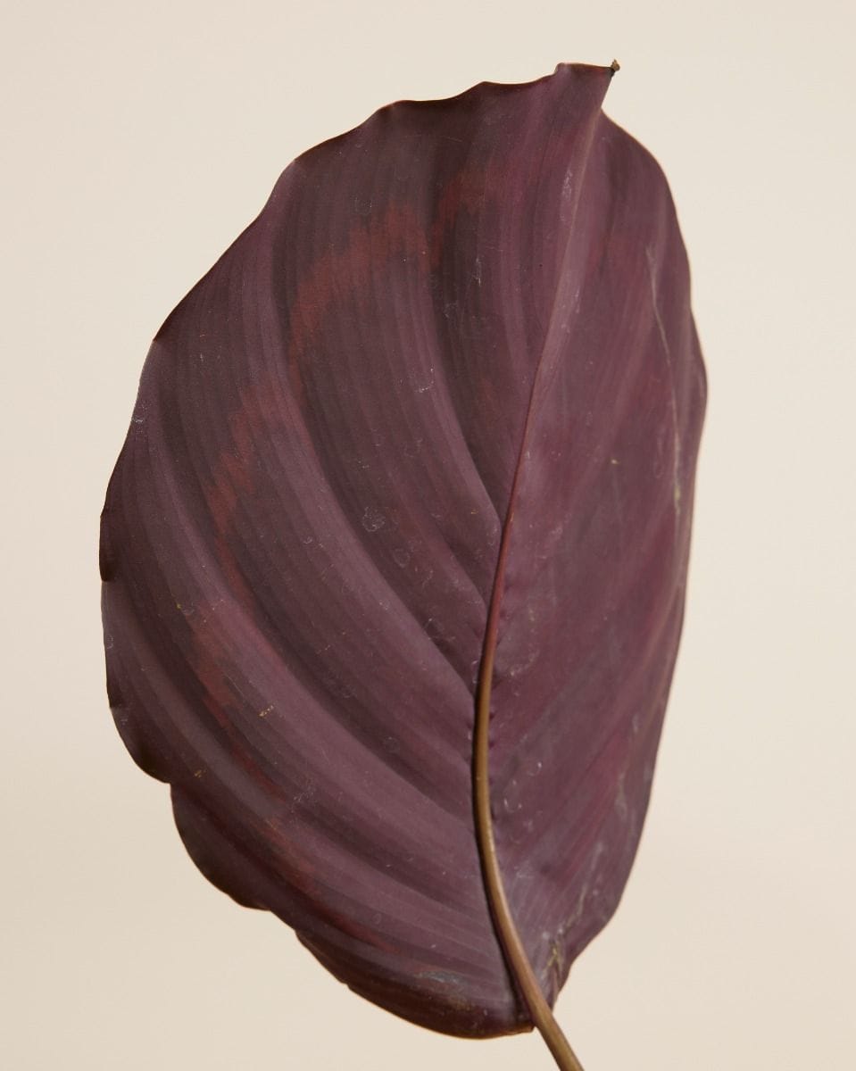 Calathea Prayer plant Medallion
