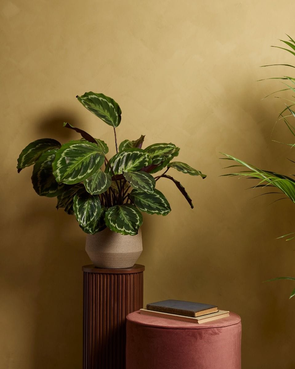 Calathea Prayer plant Medallion