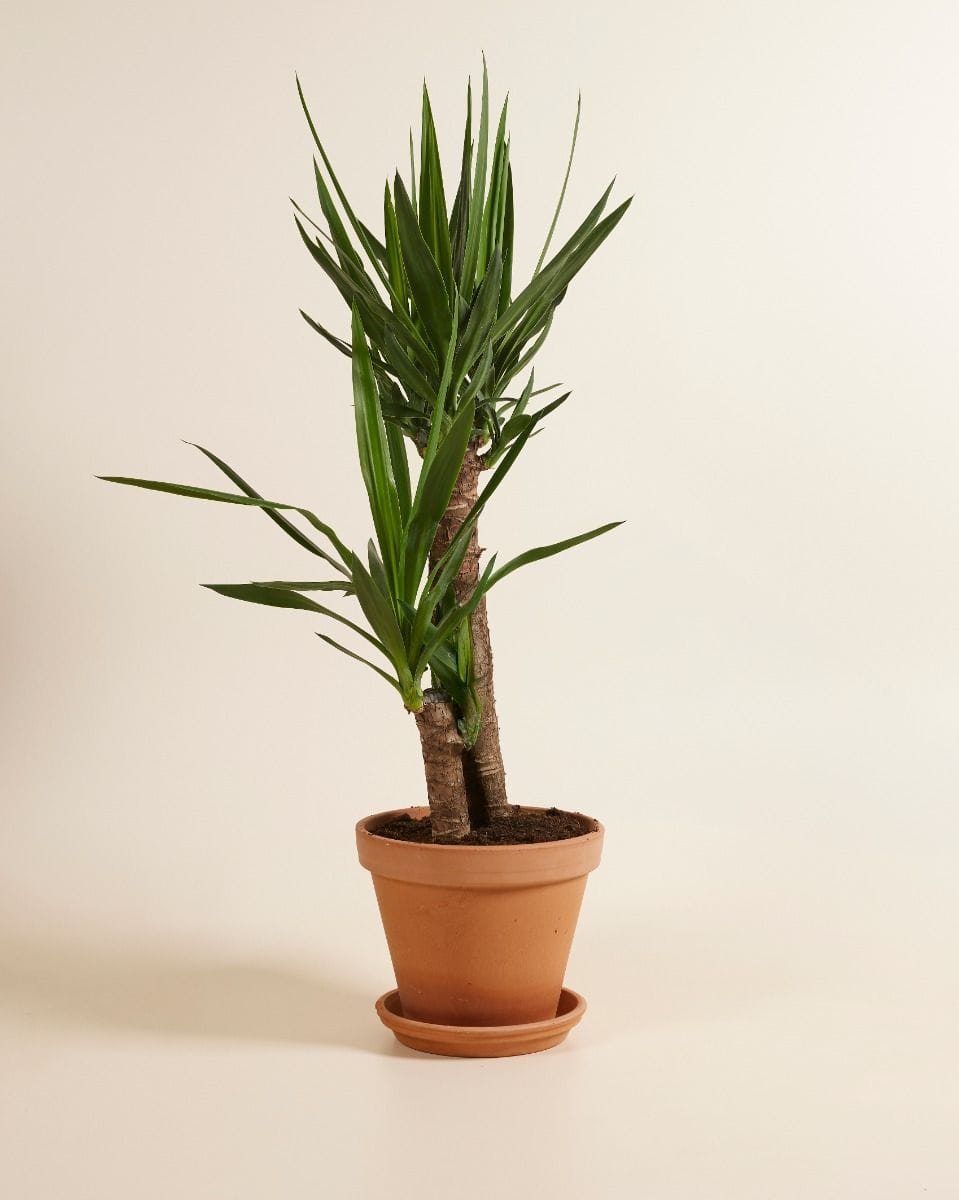 Elephantipes Yucca