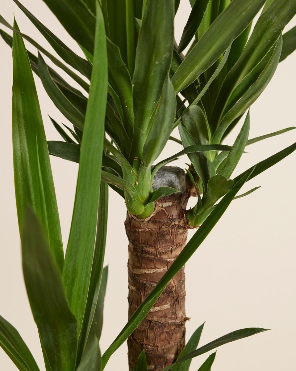 Elephantipes Yucca