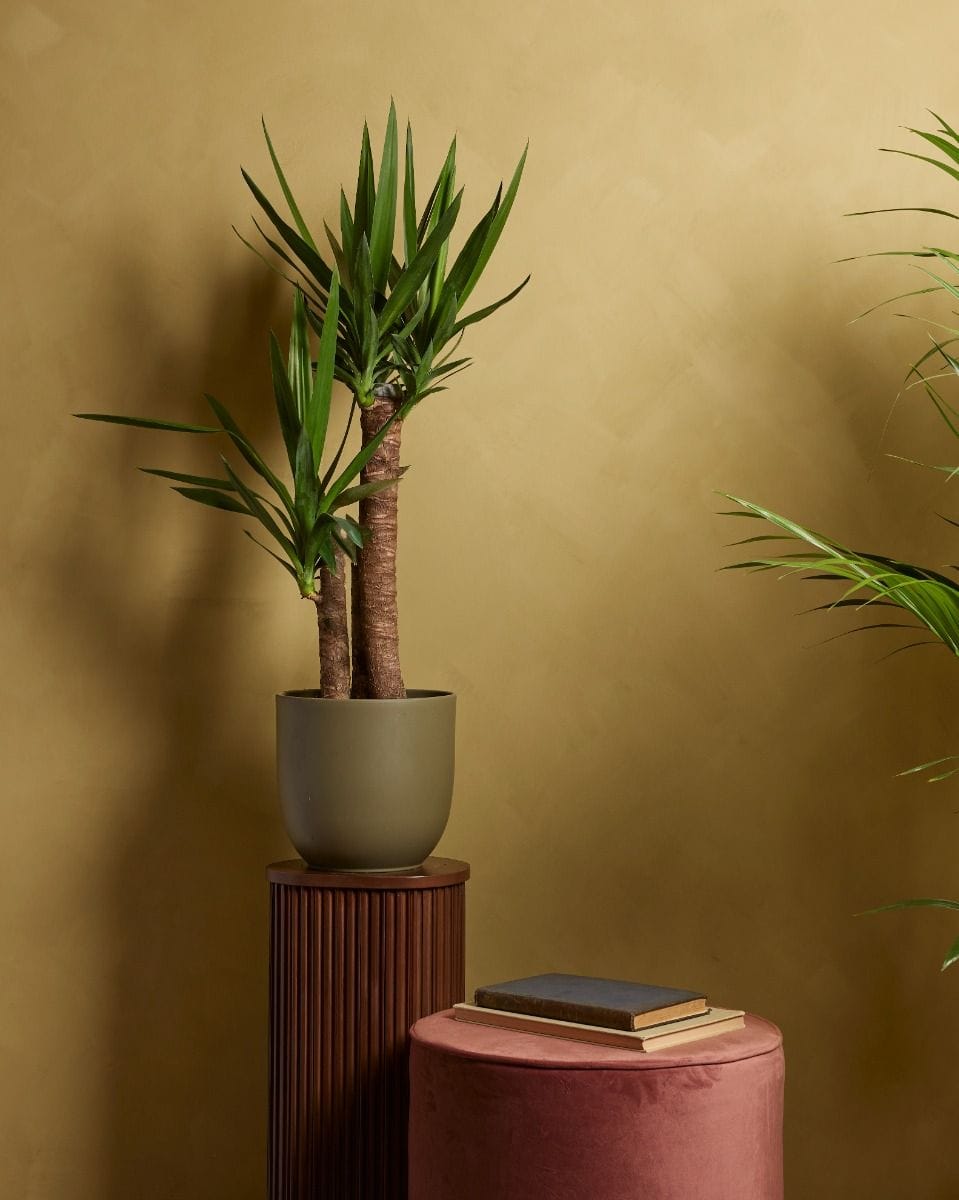 Elephantipes Yucca